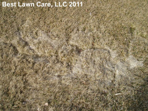 Vole Damage