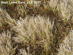 New Grass Growing From Roots